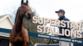 The Irish Stallion Trail: Inside Ireland's Coolmore Stud