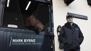 The Irish Stallion Trail: Inside Ireland's Coolmore Stud