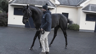 The Irish Stallion Trail: Inside Ireland's Coolmore Stud