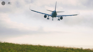 The Irish Stallion Trail: Inside Ireland's Coolmore Stud