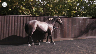 Big Sale or Big FAIL? Sales Ring Drama!