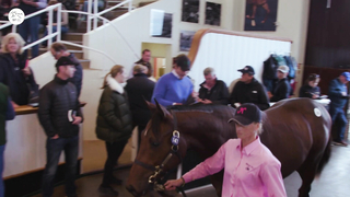 Big Sale or Big FAIL? Sales Ring Drama!