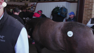 Big Sale or Big FAIL? Sales Ring Drama!