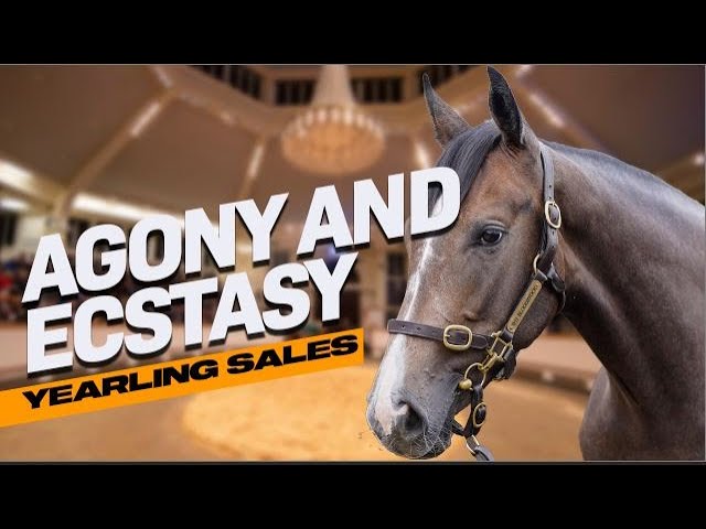 Big Sale or Big FAIL? Sales Ring Drama!