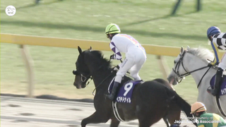 Japan's First G1 of 2024, the February Stakes, goes to Peptide Nile!
