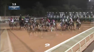 Great Greys! Silver stars at The Saudi Cup!