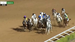 Great Greys! Silver stars at The Saudi Cup!