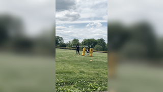 Dline Training