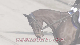 The history of the 2024 February Stakes and introduces the horses participating in the race