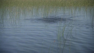 Bass Pro Tour Stage Seven: Saginaw Bay & Saginaw River | Qualifying Day 2 Group A Highlights
