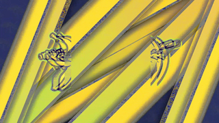 Top 10 Trick Pitches of 2023 | The Savannah Bananas