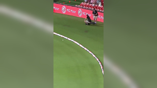 Mike Hussey's Unbelievable Save: A Big Bash Legend!