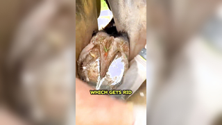 Life-Changing Horse Pedicure: Transforming Hoof Health and Happiness!