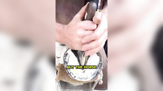Life-Changing Horse Pedicure: Transforming Hoof Health and Happiness!
