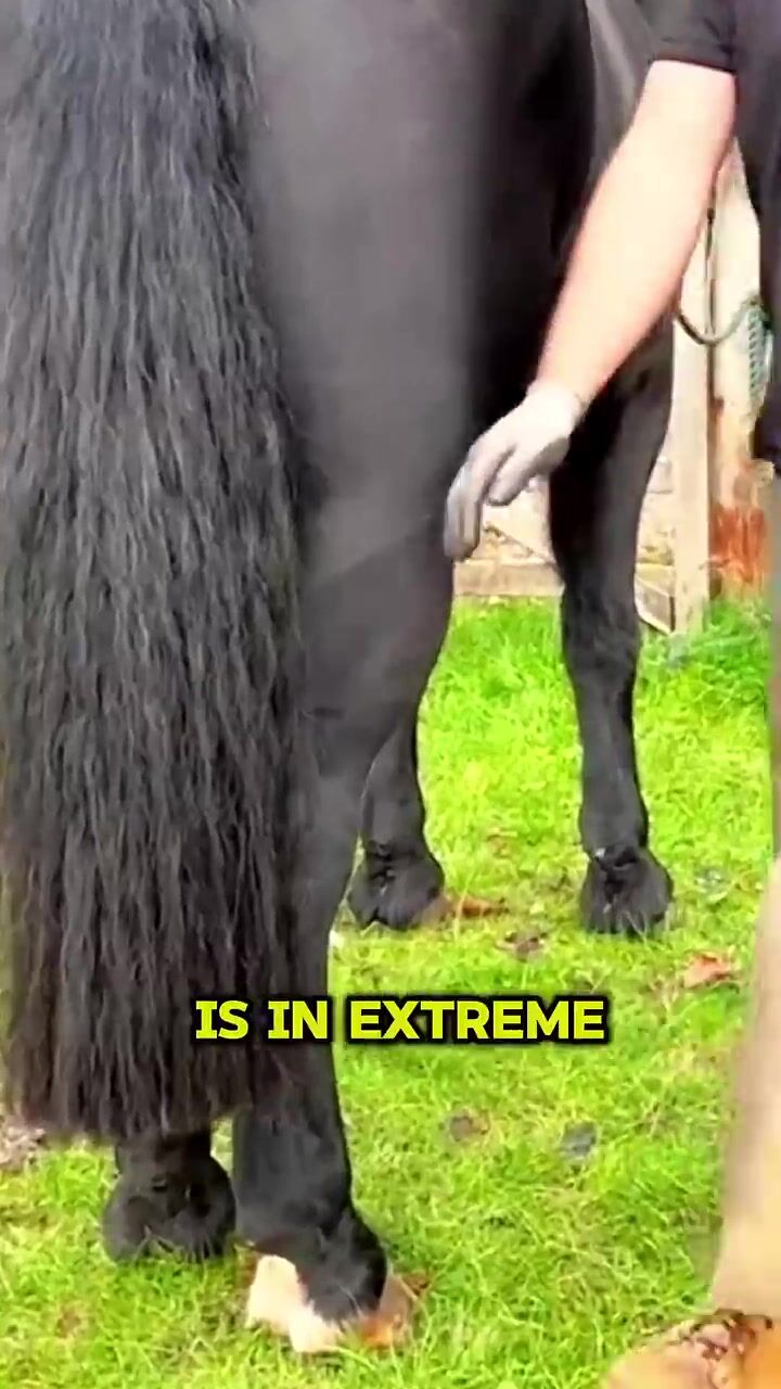 Life-Changing Horse Pedicure: Transforming Hoof Health and Happiness!