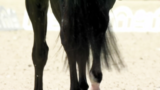 Equestrian Individual Dressage, Day One: Top Performances from the Paris Olympics