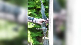 Mandarin Duck Black Hunter #archery #archer #recurvearchery #recur...