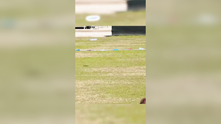 Some of the greatest ultimate frisbee plays (via @UFA , @Ultiworld...