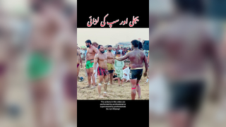 Bijli or saap ke larai #bijli #kabaddi #fight #fyp