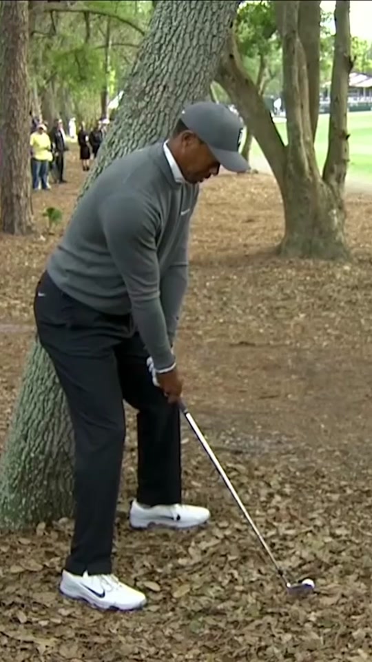 Every angle of Tiger’s INSANE shot from around a tree at the Valspar ...