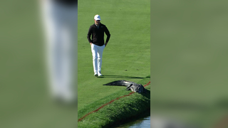 L8r g8tr #golf #pgatour #animals