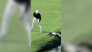 L8r g8tr #golf #pgatour #animals