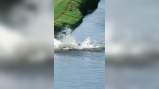 L8r g8tr #golf #pgatour #animals