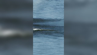 L8r g8tr #golf #pgatour #animals