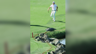 L8r g8tr #golf #pgatour #animals