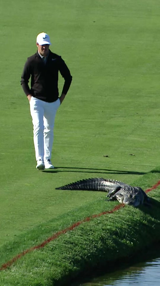 L8r g8tr #golf #pgatour #animals