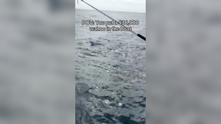 Guess the weight in the comments This monster won us over 36k in th...