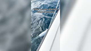 Guess the weight in the comments This monster won us over 36k in th...