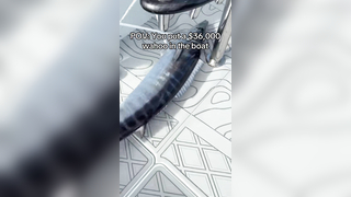 Guess the weight in the comments This monster won us over 36k in th...