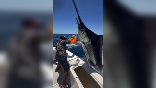 Who said fishing is not a Contact Sport? Amazing Marlin comes into th...
