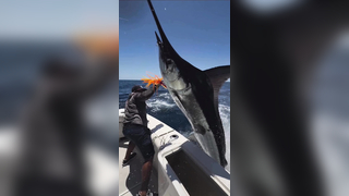 Who said fishing is not a Contact Sport? Amazing Marlin comes into th...