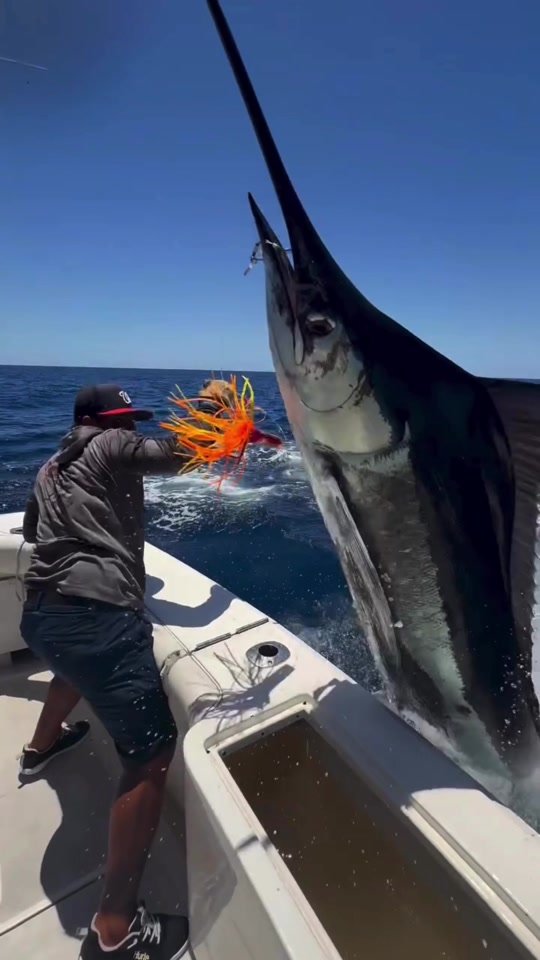 Who said fishing is not a Contact Sport? Amazing Marlin comes into th...
