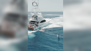 Bucket list item: capturing a blue marlin jumping at the Walkers Ca...