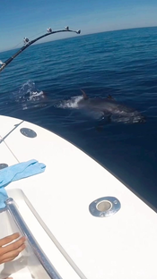 XXL bluefin tuna?? We will always try to beat our records... #finhunt...