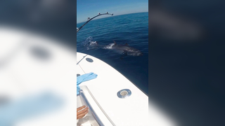 XXL bluefin tuna?? We will always try to beat our records... #finhunt...