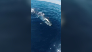 XXL bluefin tuna?? We will always try to beat our records... #finhunt...