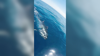 XXL bluefin tuna?? We will always try to beat our records... #finhunt...