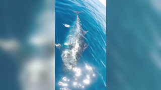 XXL bluefin tuna?? We will always try to beat our records... #finhunt...