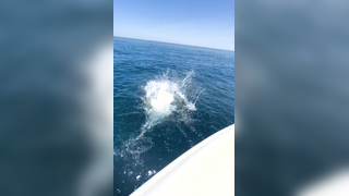 How to release a fish! #fishing #bluefintuna #fishingvideo