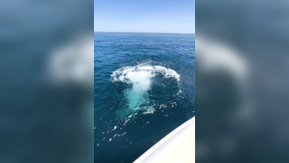 How to release a fish! #fishing #bluefintuna #fishingvideo