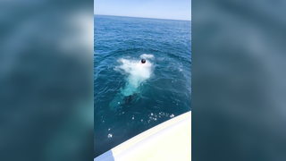 How to release a fish! #fishing #bluefintuna #fishingvideo
