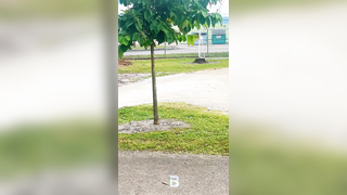 6YEAR OLD BASEBALL PLAYER KING Practices @ park